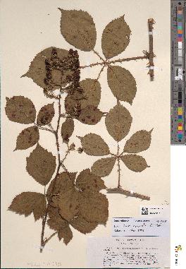 spécimen de Rubus nemoralis