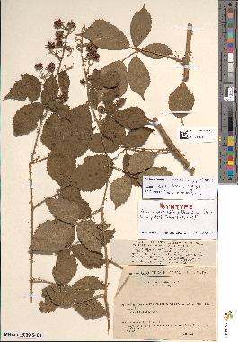 spécimen de Rubus bifrons