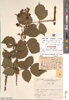 spécimen de Rubus silvaticus
