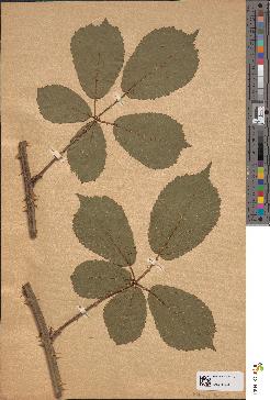 spécimen de Rubus pedatifolius