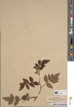 spécimen de Rubus idaeus x limitis
