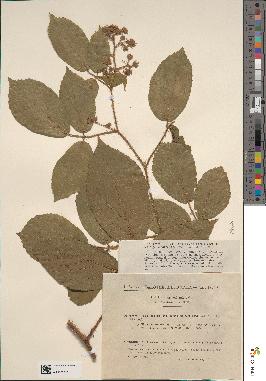 spécimen de Rubus purpuratus