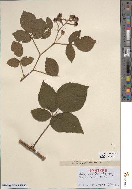 spécimen de Rubus rotundellus