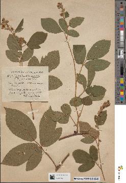 spécimen de Rubus koehleri