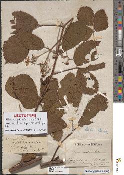 spécimen de Rubus × secophiloides