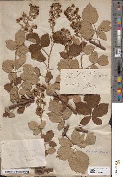 spécimen de Rubus lloydianus