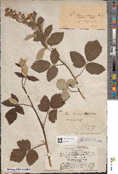 spécimen de Rubus tomentosus