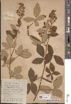 spécimen de Rubus lloydianus