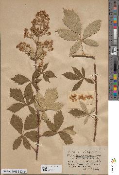 spécimen de Rubus lloydianus