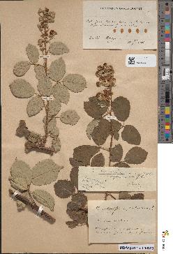 spécimen de Rubus lloydianus x ulmifolius