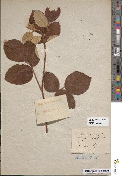spécimen de Rubus incanescens