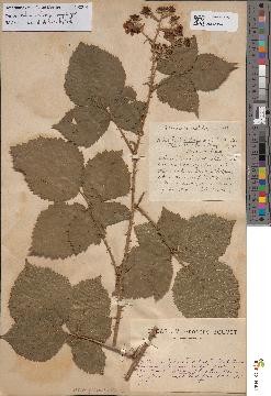 spécimen de Rubus dumetorum