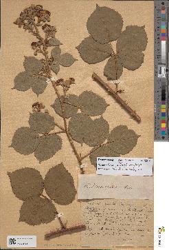 spécimen de Rubus dumetorum