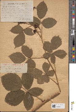 spécimen de Rubus dumetorum