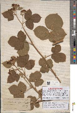spécimen de Rubus dumetorum