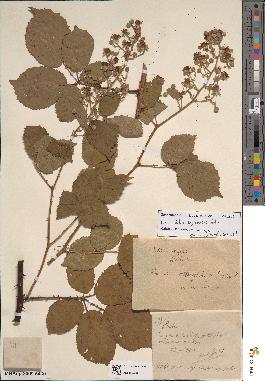 spécimen de Rubus tarnensis