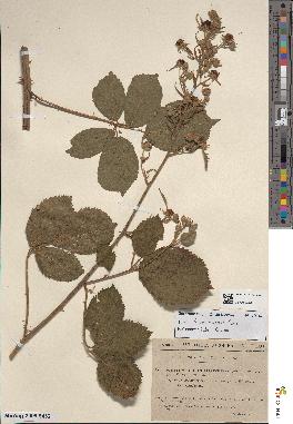 spécimen de Rubus tarnensis