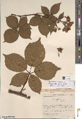 spécimen de Rubus gratus