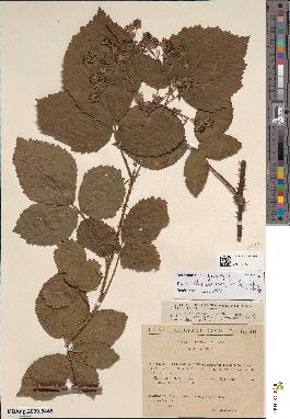 spécimen de Rubus chaerophyllus