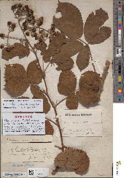 spécimen de Rubus rhamnifolius
