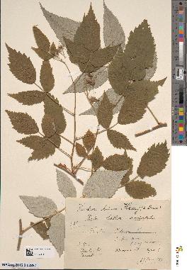 spécimen de Rubus idaeus