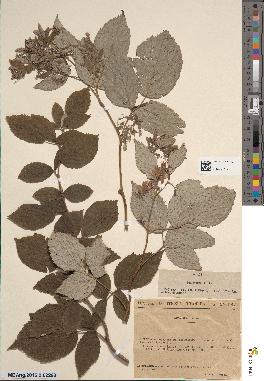 spécimen de Rubus idaeus