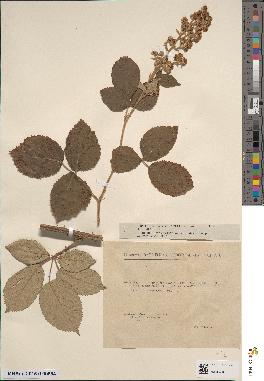 spécimen de Rubus × marnaceus