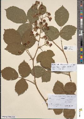 spécimen de Rubus condensatus