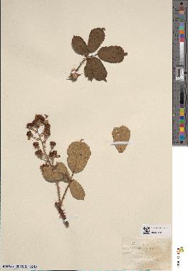 spécimen de Rubus discolor