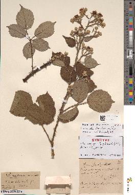 spécimen de Rubus amplificatus