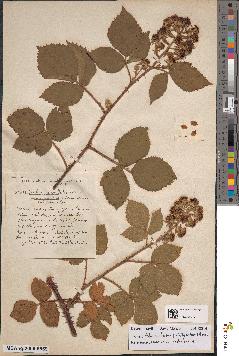 spécimen de Rubus umbrosus