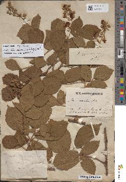 spécimen de Rubus umbrosus