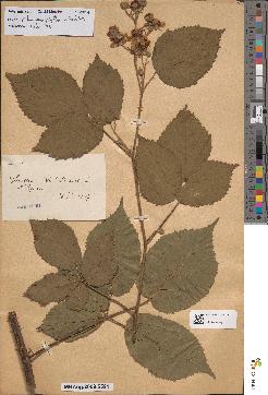 spécimen de Rubus condensatus