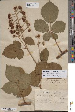 spécimen de Rubus macrophyllus