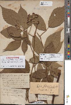 spécimen de Rubus macrophylloides