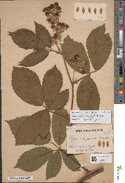 spécimen de Rubus macrophylloides