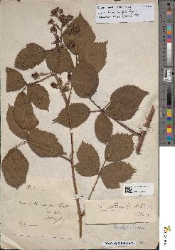 spécimen de Rubus villicaulis
