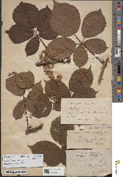 spécimen de Rubus villicaulis