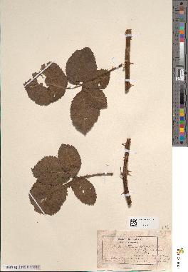spécimen de Rubus rhamnifolius