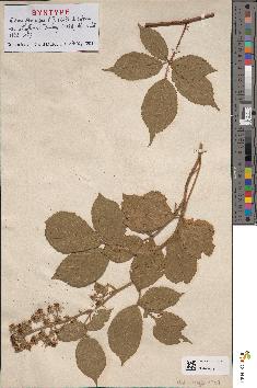 spécimen de Rubus flexuosus