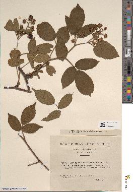 spécimen de Rubus tereticaulis