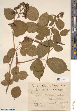 spécimen de Rubus tereticaulis