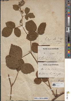 spécimen de Rubus tereticaulis