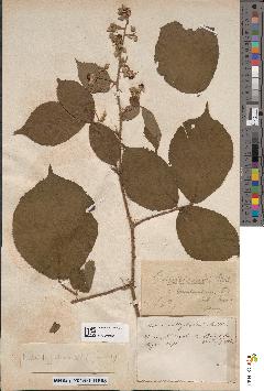 spécimen de Rubus tereticaulis