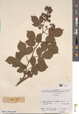 spécimen de Rubus tereticaulis