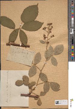 spécimen de Rubus bifrons