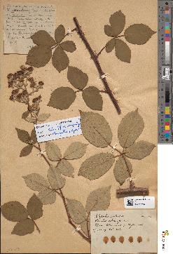spécimen de Rubus sp.