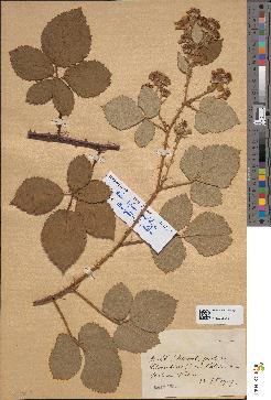 spécimen de Rubus bifrons
