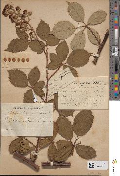 spécimen de Rubus procerus