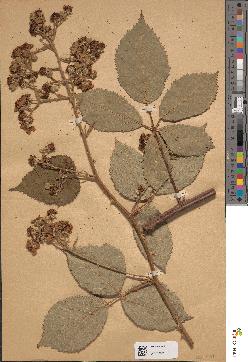 spécimen de Rubus procerus